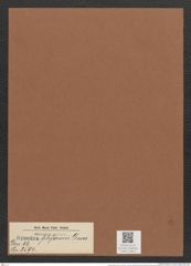 Synedra filiformis Grun. (de-Toni-Nr.: Genus 66, Species 2594) Zeichnungen Sammlung Grunow Mappe 02812 (Herbarium_W_Grunow_drawings_Folder_02812)
